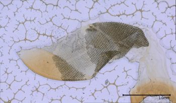 Media type: image; Malacology 368025